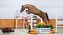 Charisma T - CAVALIADA Horse Auction 2021