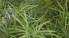 Cibora zmienna (papirus) - Cyperus alternifolius