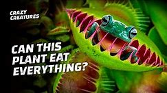 What Is the Weirdest Thing a Venus Flytrap Eats?