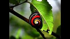 POLYMITA: World's Most Beautiful Land Snail (Baracoa, Cuba)