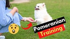 10 Pomeranian Training Tips | Are Pomeranians Easy to Train?