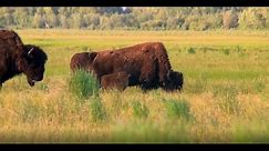 Alaska Wood Bison Reintroduction: Habitat