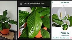 10 Best Free Plant Identification Apps For iOS & Android (2023)