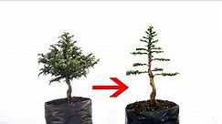 Del Vivero a Bonsai - Cryptomeria Japonica Nº 1