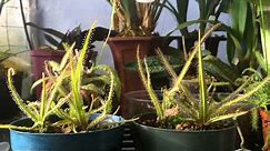How to grow Carnivorous plants/ Detailed King Sundew Drosera regia Care and Culture