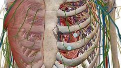 Zooming, dissecting, and rotating the 3D model | Human Anatomy Atlas
