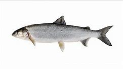 Нельма – полупроходная или пресноводная рыба семейства лососевых