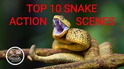 TOP 10 wild snake scenes, THE BEST SNAKE ACTION, snake hunt, snake fight