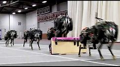 MIT cheetah robot lands the running jump