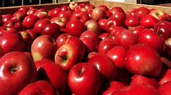 28 places to pick your own apples in N.J.