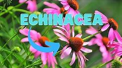 Growing Echinacea? Don't Miss These 8 Perfect Plant Partners!