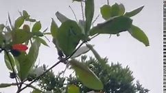 Terminalia cattapa - Almendro #Almendron #almendro #plantamedicinal #combretace #Combretaceae #botanical #botanicatropical #chiclayolambayequeperú #Chiclayoperu #peru | Plantsnature93