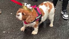 Cavalier King Charles Spaniels lead parade on street named after King Charles