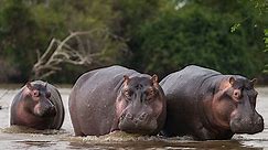Hippo guide: how big they are, what they eat, how fast they run - and why they are one of the most dangerous animals in the world