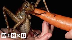 Meet the Weta, an Insect as Big as a Gerbil | Absurd Creatures | WIRED