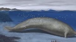Fossils found of possible heaviest animal