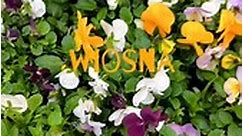 Bratki, magnolie, ciemiernik oraz inne rośliny, które pięknie ożywią Twój ogród/balkon/taras. Zapraszamy do marketu w Józefowie🌸🌼🏵️ 📍ABUD Market Budowlany, Marszałka Józefa Piłsudskiego 25, Józefów #bratki #magnolia #ciemiernik #rośliny #kwiaty #ogród #ogródmarzeń #marketbudowlany #józefów | ABUD