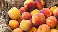 Amesbury farm says peach crop likely lost