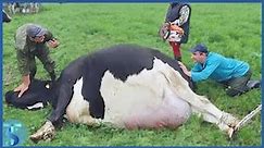 Top 10 largest cows ever lived in the world