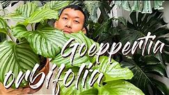 Goeppertia (Calathea) Orbifolia Care Tips and Propagation - WITH UPDATES!