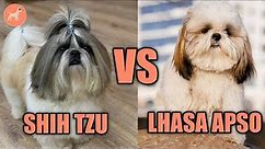 Shih Tzu vs Lhasa Apso: Can You Spot the Difference?