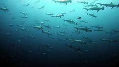 Huge School of Hammerhead Sharks