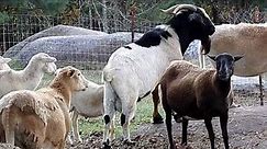 Boer Cross Goats