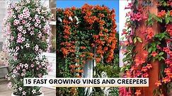 15 Fast Growing Vines and Creepers | Fast growing climbers!
