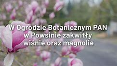 Festiwal piękna w Powsinie. Kwitną już magnolie i sakury