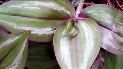 Tradescantia zebrina - Wandering Jew or Spiderwort plant