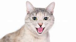 7 Common Cat Vocalizations and What They Mean - Cats.com