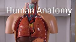 Basic Human Anatomy for Beginners