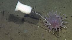 Scientists caught a deep-sea sponge 'sneezing' on camera, and it's so weird