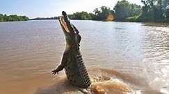 Animal Nature Documentary - Australian Saltwater Crocodile | Wild Planet HD