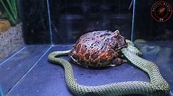 The Frog Pacman ornata vs snake . (Ceratophrys ornata) WARNING LIVE FEEDING!!