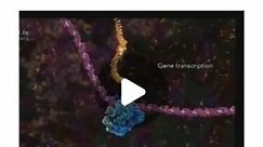 Transcription is the process of copying a segment of DNA into RNA. The segments of DNA transcribed into RNA molecules that can encode proteins produce messenger RNA. Other segments of DNA are transcribed into RNA molecules called non-coding RNASAmazing video by @wehi_research