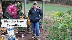 Planting New Camellias | Gardening with Creekside