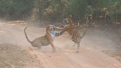 Epic Tiger Fight: A Battle for Territory