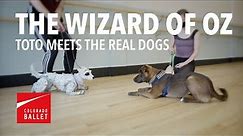 The Wizard of Oz | Toto Meets the Real Dogs