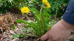4 Natural Weed Killers That Really Work