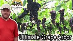 The Ultimate Grape Arbor - Tips on Building a Grape Arbor at Home