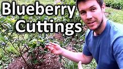 How to Root Blueberry Bushes from Cuttings | Propagating Softwood Cuttings of Blueberry Plants