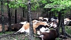 Lightning strike kills 32 cows in Missouri
