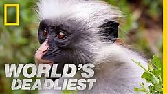 High Flying Monkeys | World's Deadliest