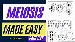 MEIOSSIS MADE EASY: GRADE 12 LIFE SCIENCES (INTRODUCTION AND CROSING OVER) BY M.SAIDI THUNDEREDUC
