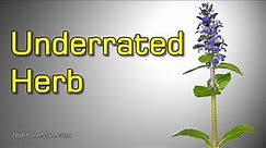 Ajuga Reptans (Bugle, or Bugleweed) - Edible Herb with Medicinal Uses