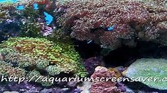 Aquarium screensaver are so cool.  Fun and easy to install