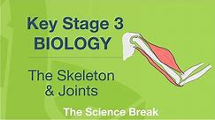 Key Stage 3 Science (Biology) - The Skeleton and Joints