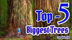 Top 5 BIGGEST Trees on Earth
