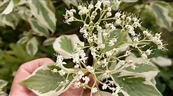 Cornus alba elegantissima (medicinal plant)